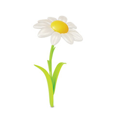 3d Cute Daisy or Chamomile Flower in Bloom Cartoon Style Isolated on a White Background. Vector illustration