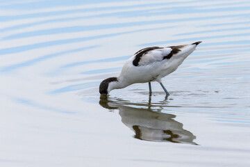 A Pied Avocet walking in shallow water