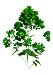 Naklejka premium 3D Rendering Honesty Plant on White