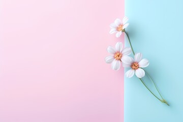 Little flower delicately placed on a pastel solid bright background, viewed from the top, with ample copy space for text.