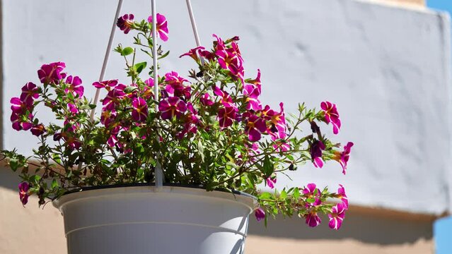 Calibrachoa parviflora is flowering plant in nightshade family known by common name seaside petunia. It is native to much of southeastern South America, Mexico, and southwestern United States.