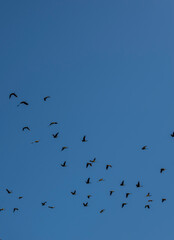 Bandada de pájaros volando sobre el cielo azul