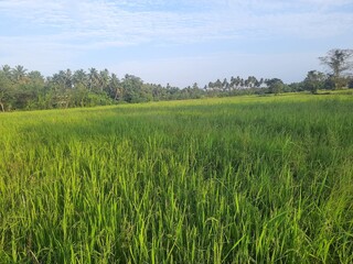 green field and blue sky