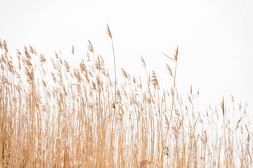 Overgrown dry cattail in winter. Herbaceous plants of lakes, marshes and rivers with brown cylindrical inflorescence. Selective focus. - obrazy, fototapety, plakaty