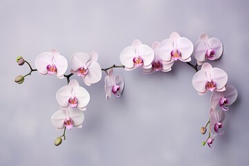 Overhead image of exotic orchids on a subtle pastel canvas, designed for easy and stylish text...