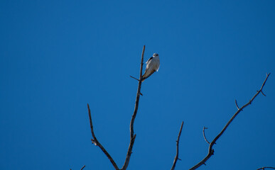 White tailed kite on a treetop in winter 