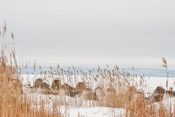 Overgrown dry cattail in winter. Herbaceous plants of lakes, marshes and rivers with brown...