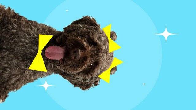 Stop motion. Animation. Curly-haired dog, purebred Poodle wearing yellow bow tie and on its head against blue background. Concept of pet grooming, animal spa, veterinary. Vertical orientation.
