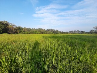 Fototapeta premium green field and blue sky