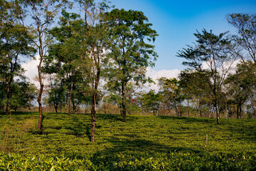 Obraz premium tree in the field