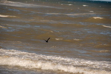 ave sobrevolando las olas del mar en la orilla