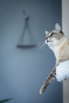 Vertr&auml;umte Katze