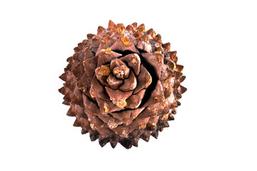 the leaves of a Coulter Pinecone with fibonacci spirals