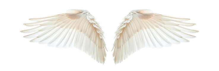 The image displays a symmetrical pair of angel wings with a wide span, featuring soft, cream-colored feathers with detailed textures and shading that give a realistic and ethereal appearance against a