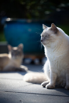 Katzen in der Sonne