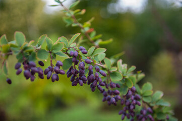 Ripe barberry on a green bush