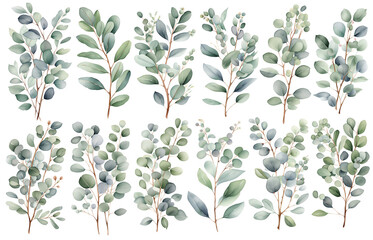 Set of eucalyptus branches with leaves isolated on white background