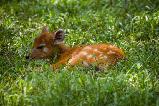 The sitatunga (Tragelaphus spekii) or marshbuck is a swamp-dwelling medium-sized antelope found throughout central Africa