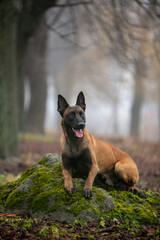 Belgian Shepherd beautiful dog in the forest