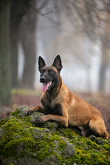 Belgian Shepherd beautiful dog in the forest