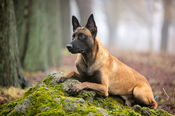 Belgian Shepherd beautiful dog in the forest