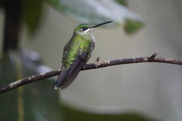 The green-crowned brilliant, Female (Heliodoxa jacula) is species of hummingbird in the 