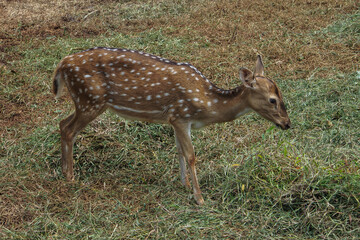 Naklejka na ściany i meble The chital or cheetal also known as the spotted deer, chital deer and axis deer, is a deer species native to the Indian subcontinent
