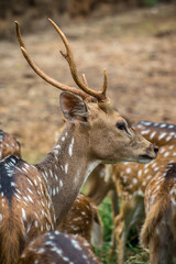 The chital or cheetal also known as the spotted deer, chital deer and axis deer, is a deer species...