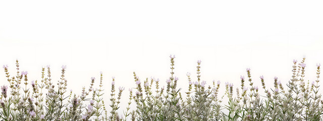 lavender plants on a white background in the style of - obrazy, fototapety, plakaty