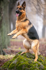 Fototapeta premium german shepherd dog sitting on the ground