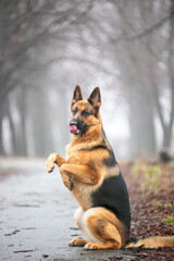 german shepherd dog sitting on the ground