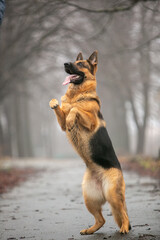german shepherd dog sitting on the ground