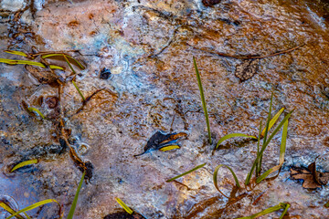 Water pollution on river by toxic chemicals