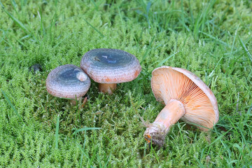 Lactarius fennoscandicus, also called Lactarius deterrimus var. fennoscandicus, commonly known as...