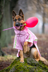 Fototapeta premium german shepherd dog sitting on the ground
