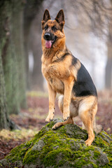 german shepherd dog sitting on the ground