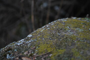mossy rock 02