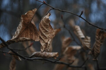 dry leaves