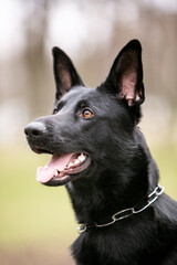 portrait of a shepherd