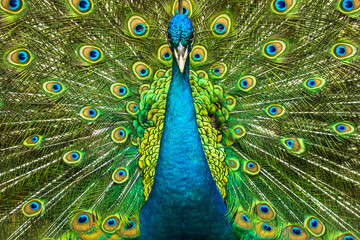 The green peafowl or Indonesian peafowl (Pavo muticus) is a peafowl species native to the tropical...