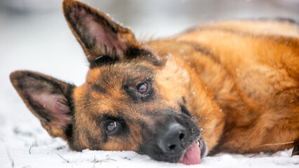 portrait of a shepherd