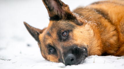 portrait of a shepherd