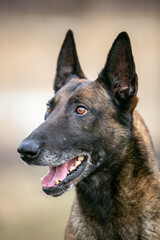 Belgian Shepherd portrait