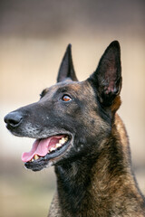 Belgian Shepherd portrait