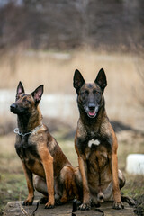  two Belgian Malinois dog in autumn location