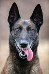 Belgian Shepherd portrait