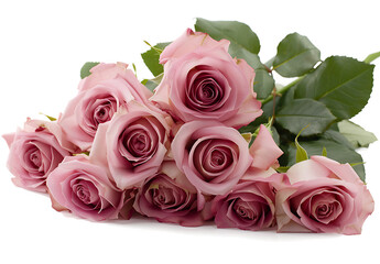 the pink roses are seen against a white background in