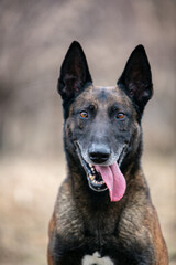 Belgian Shepherd portrait