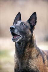 Belgian Shepherd portrait