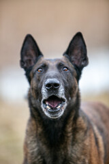 Belgian Shepherd portrait